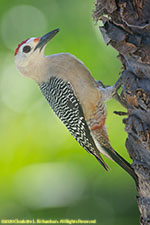 woodpecker